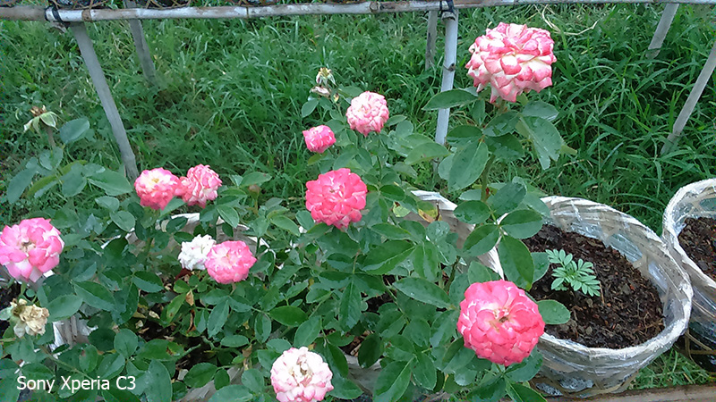 Ảnh so sánh hình chụp của Xperia M4 Aqua và Xperia C3