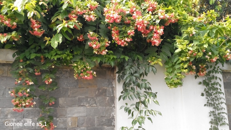 Ảnh chụp từ camera của Sony Xperia C3 và Gionee Elife S5.1