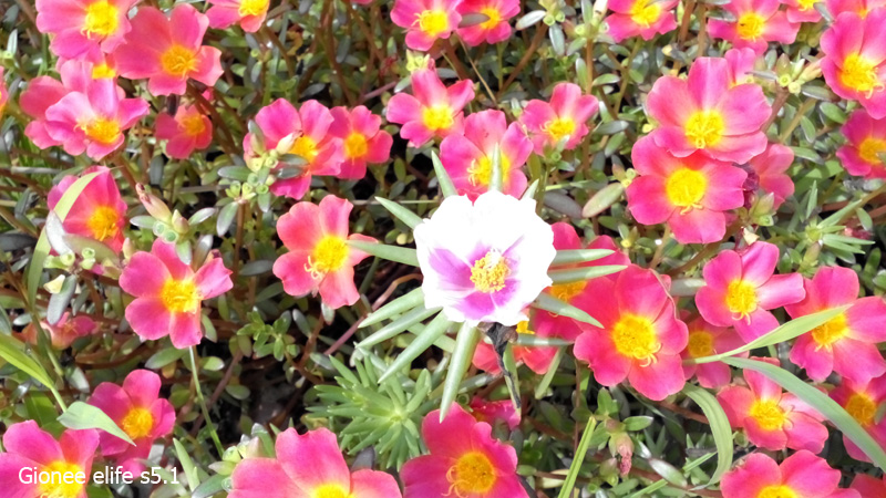 Ảnh chụp từ camera của Sony Xperia C3 và Gionee Elife S5.1