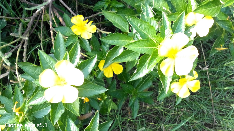 Ảnh chụp từ camera của Sony Xperia C3 và Gionee Elife S5.1