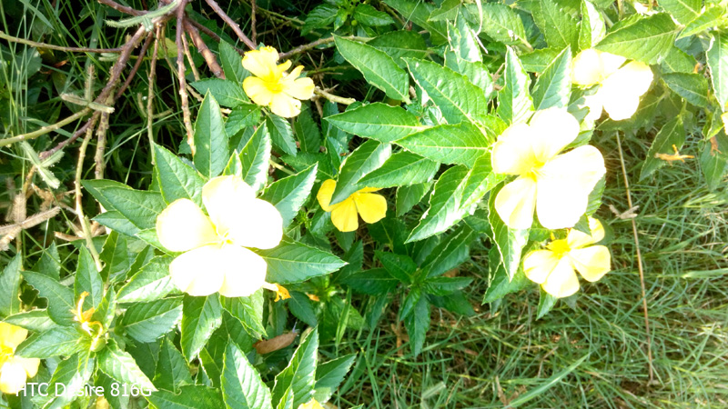 camera-htc-desire-816g