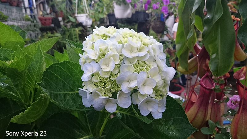 ảnh chụp từ z3