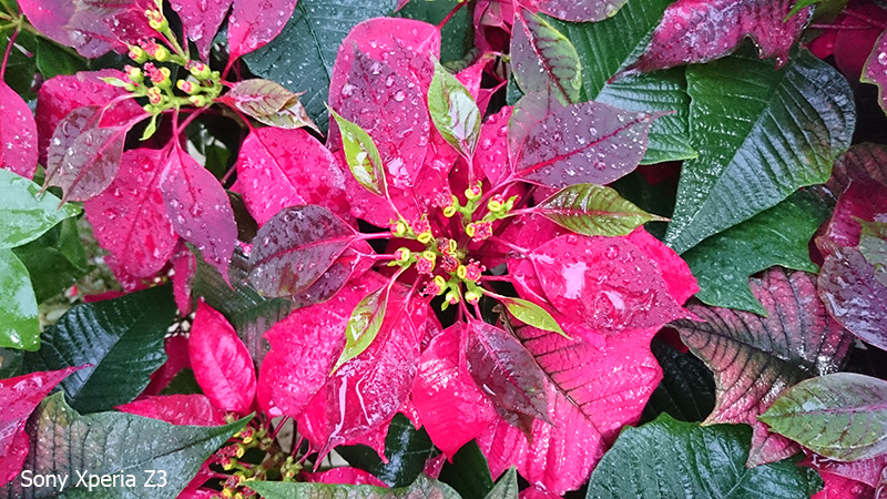 ảnh chụp từ z3