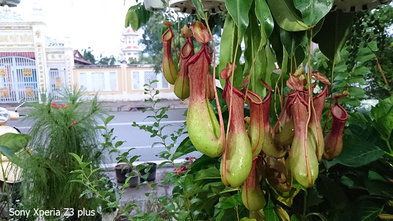 Ảnh camera Sony z3 plus