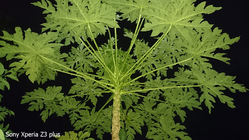 Ảnh camera Sony z3 plus