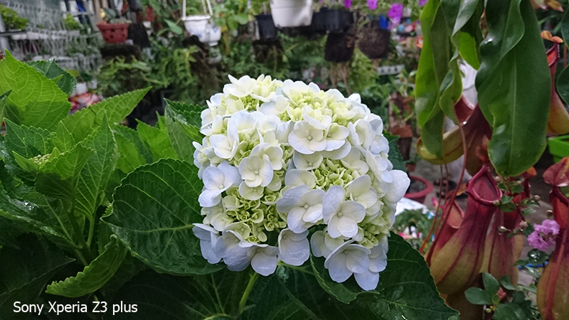 Ảnh camera Sony z3 plus