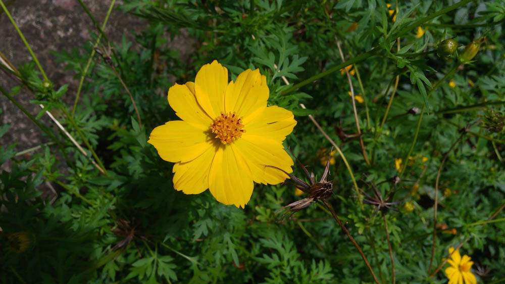 Camera LG G4 Stylus Camera LG G4 Stylus