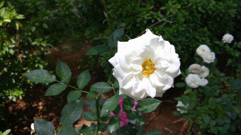 Camera LG G4 Stylus Camera LG G4 Stylus