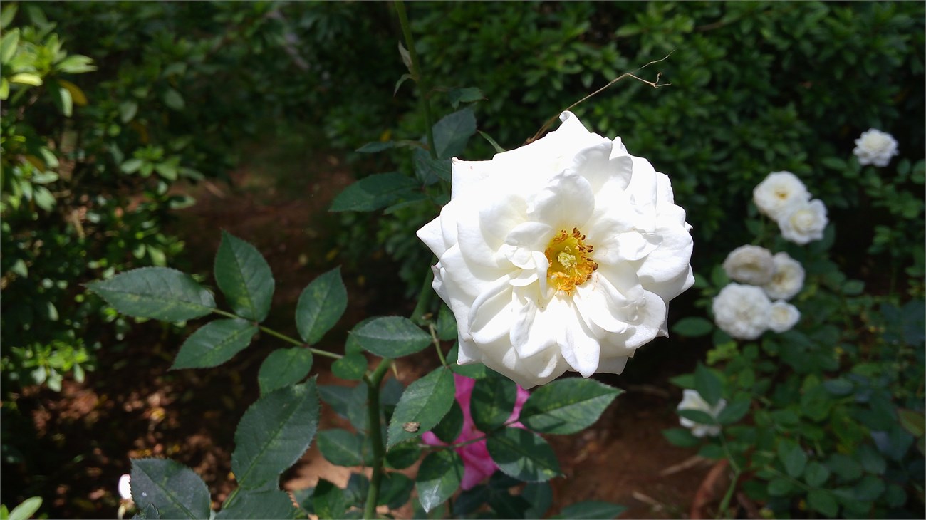 hinhchuptucamerasaulgg4stylus hinhchuptucamerasaulgg4stylus