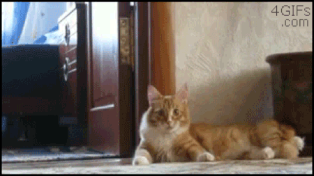 “Nope” cat (mèo bỏ trốn)