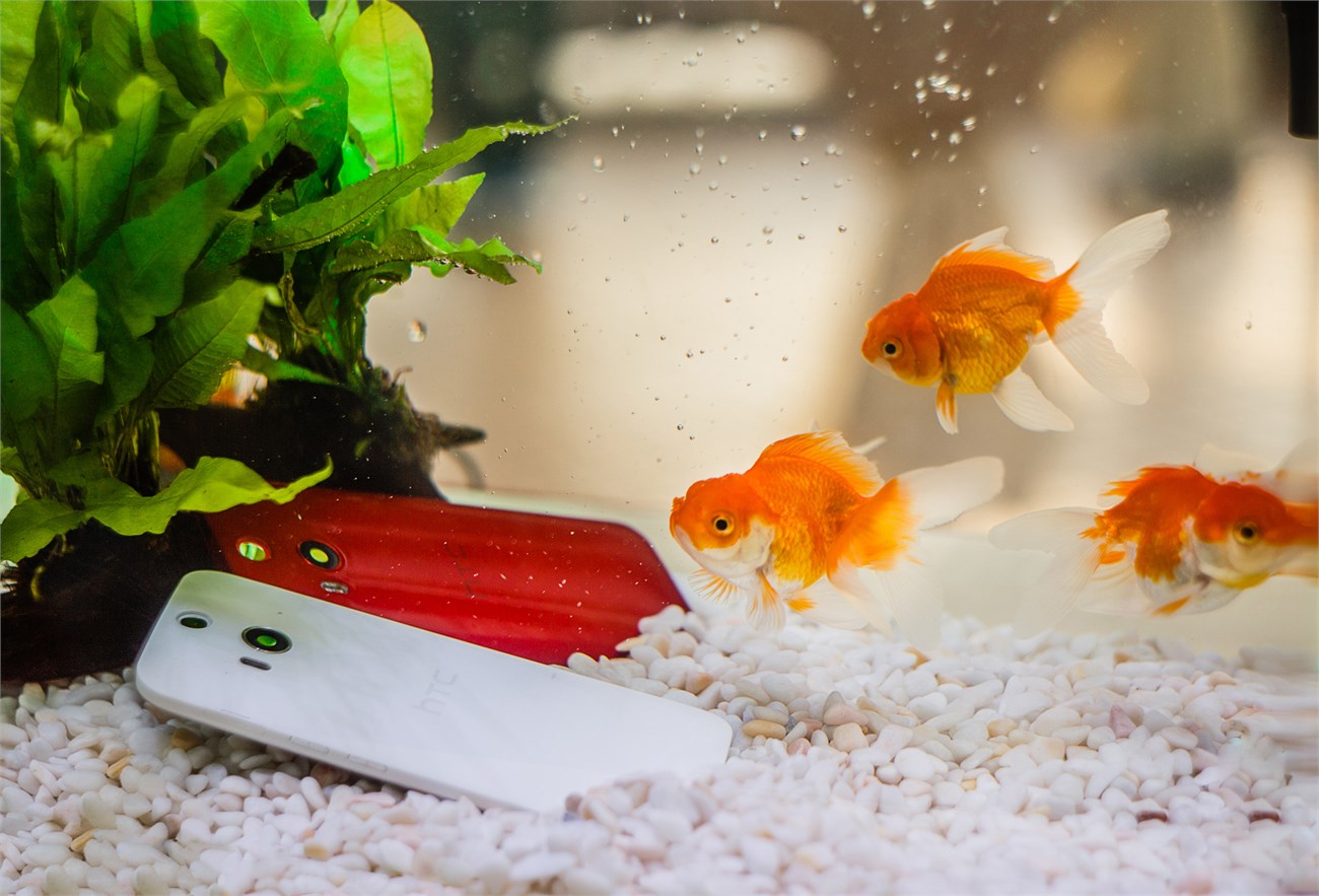 HTC Butterfly 2 sở hữu tính năng chống nước, chống bụi ưu việt