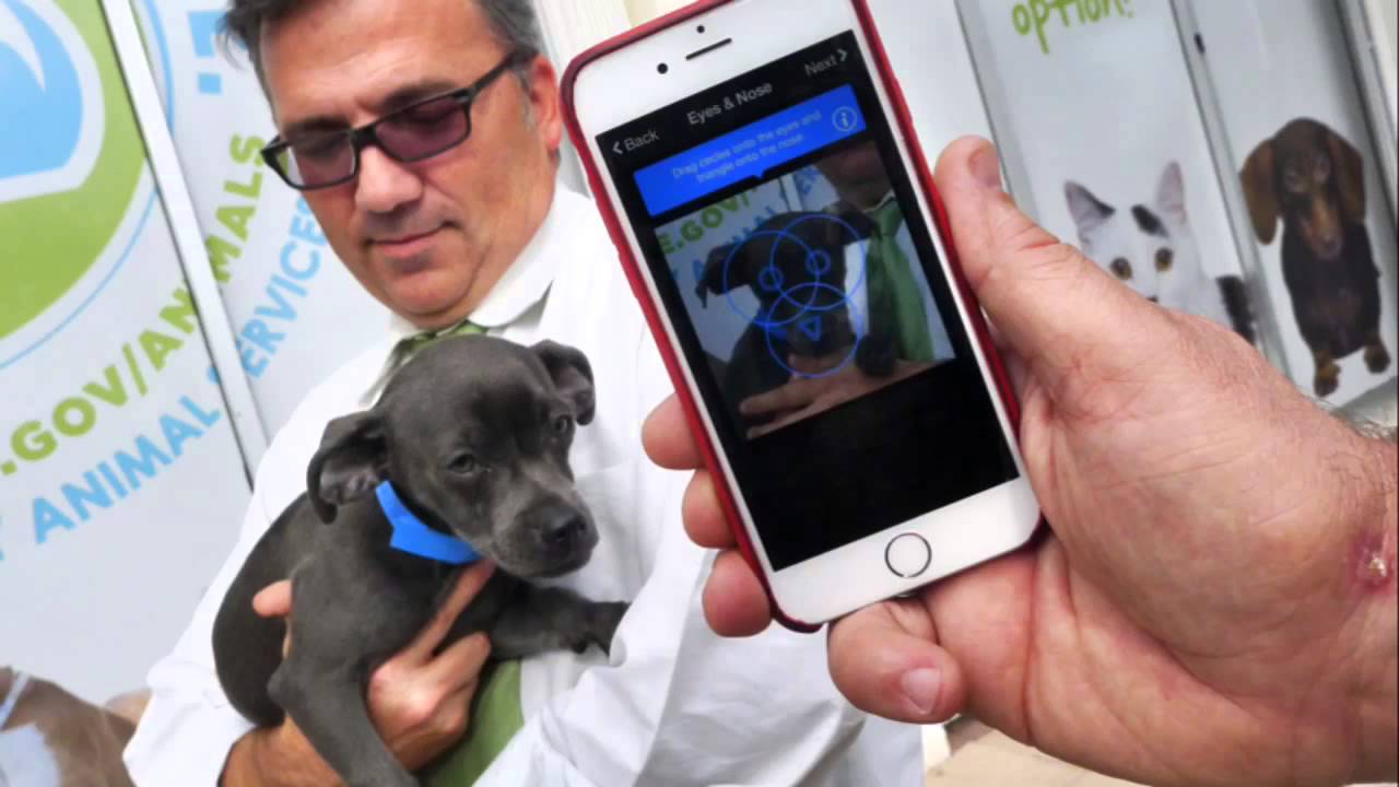 Ứng dụng miễn phí giúp tìm lại thú cưng thất lạc