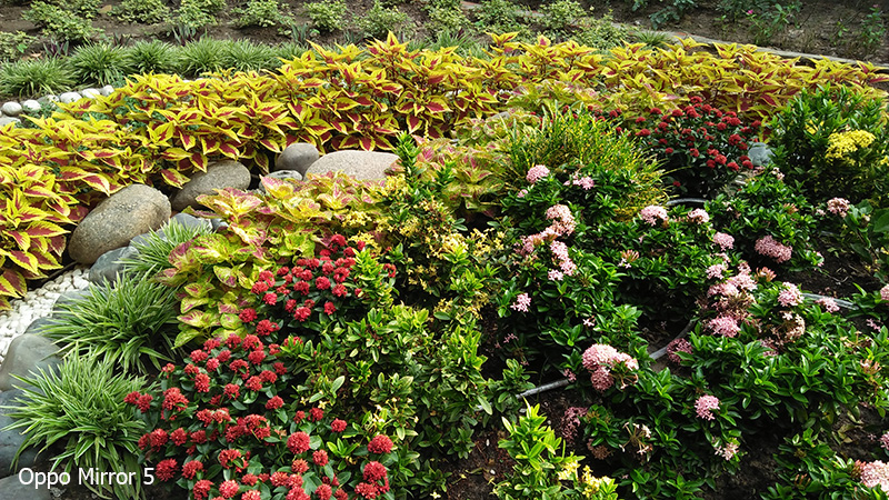 Ảnh chụp từ camera Mirror 5 Ảnh chụp từ camera Mirror 5