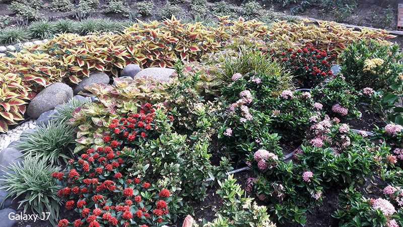 Ảnh chụp từ camera Galaxy J7 Ảnh chụp từ camera Galaxy J7