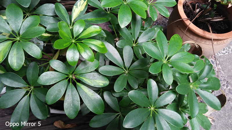 Ảnh Camera Oppo Mirror 5 Ảnh Camera Oppo Mirror 5