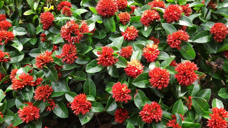 Ảnh chụp từ camera chính của Zenfone 2