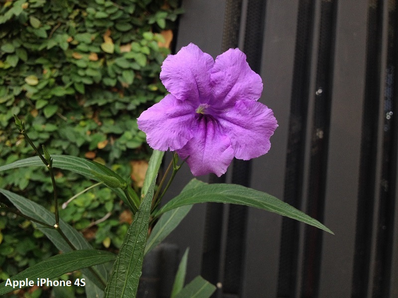 Ảnh chụp từ iPhone 4S