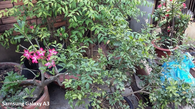 Ảnh chụp từ A3