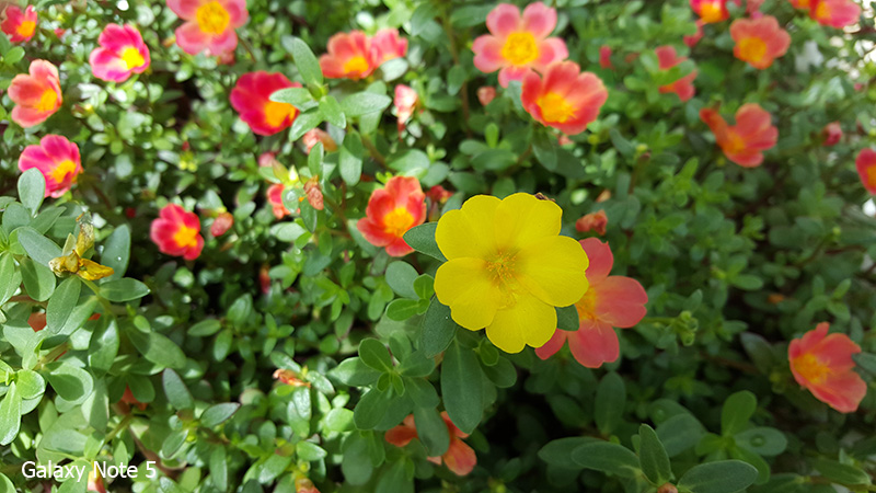 Camera Note 5 Camera Note 5