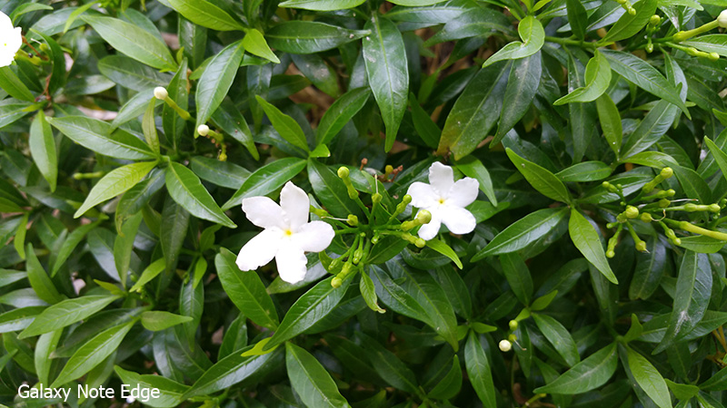 Hình chụp từ Note Edge Hình chụp từ Note Edge