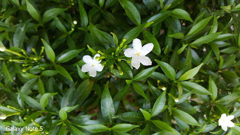 Hình chụp từ Note 5 Hình chụp từ Note 5