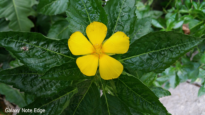 Hình chụp từ Note Edge Hình chụp từ Note Edge