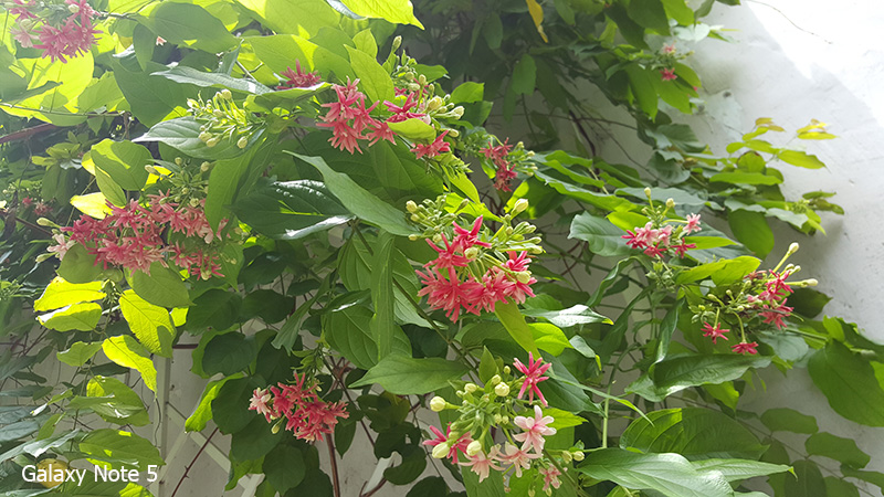 Hình chụp từ Note 5 Hình chụp từ Note 5