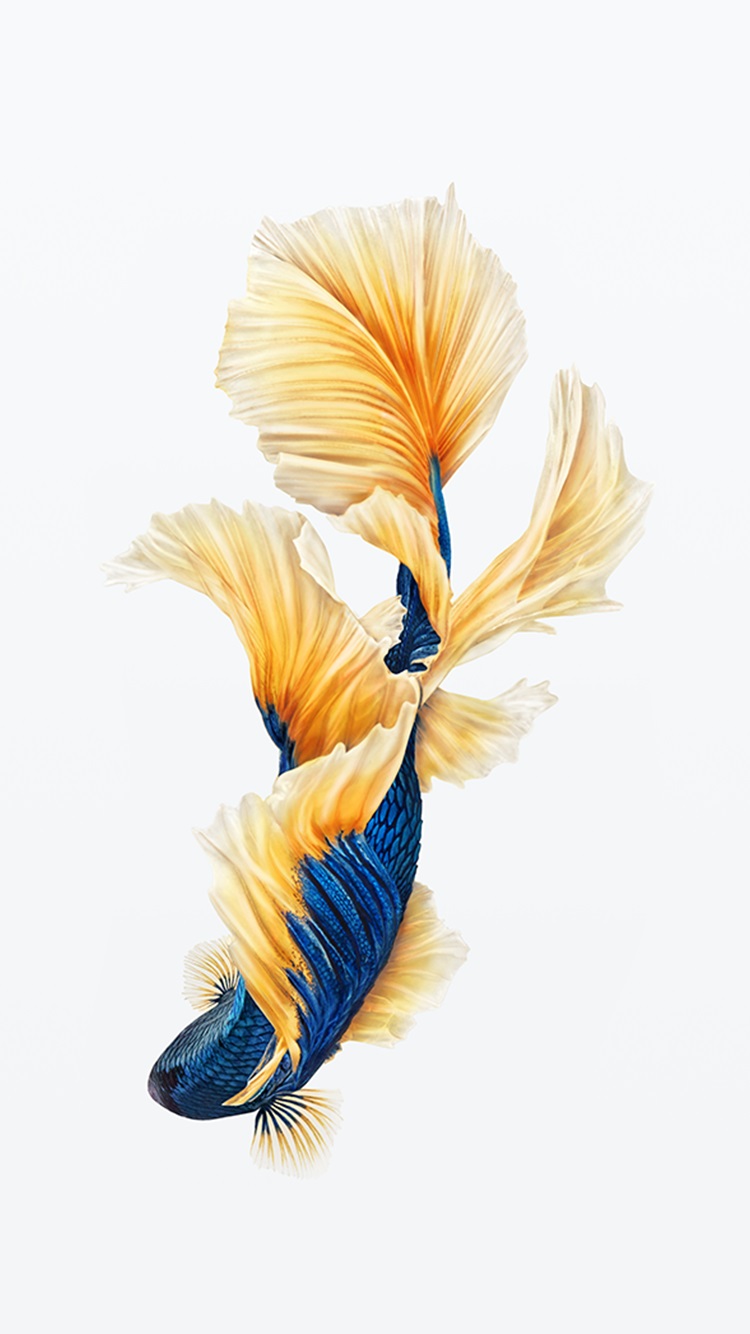 Koi Live Wallpaper v1.3 - Hình nền động cá vàng đẹp lung linh | Viết bởi  vutananh