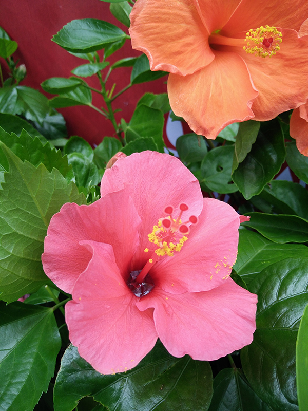 Đánh giá camera OPPO R7 Lite Đánh giá camera OPPO R7 Lite