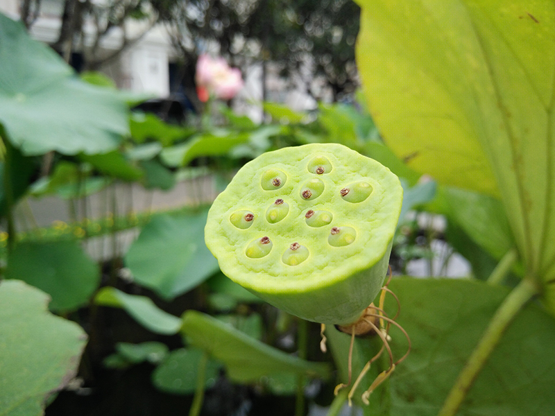 Đánh giá camera OPPO R7 Lite Ảnh chụp camera R7 Lite