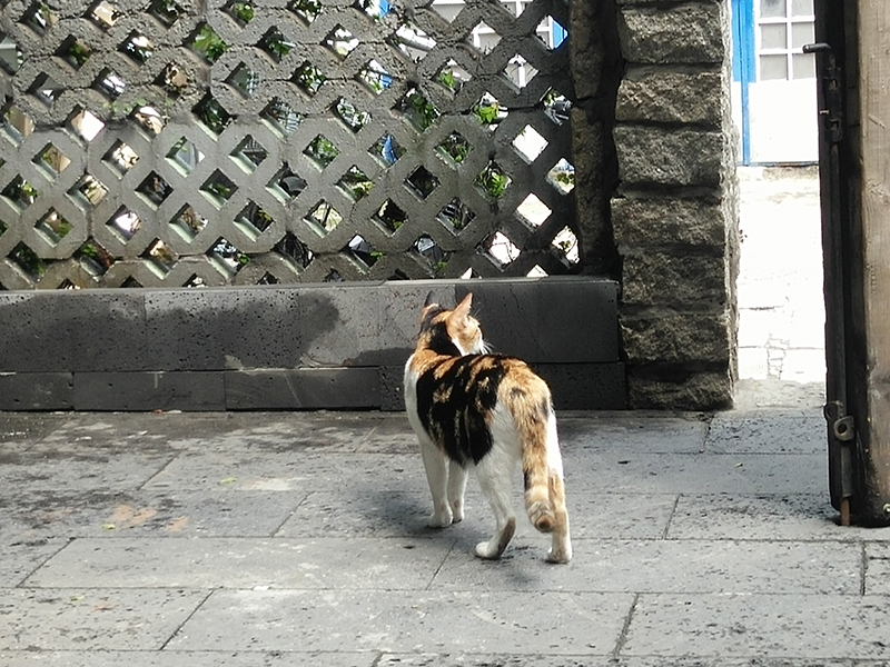 Đánh giá camera OPPO R7 Lite Đánh giá camera OPPO R7 Lite