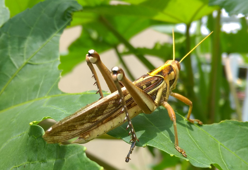 Hình ảnh chụp từ HTC Butterfly 2