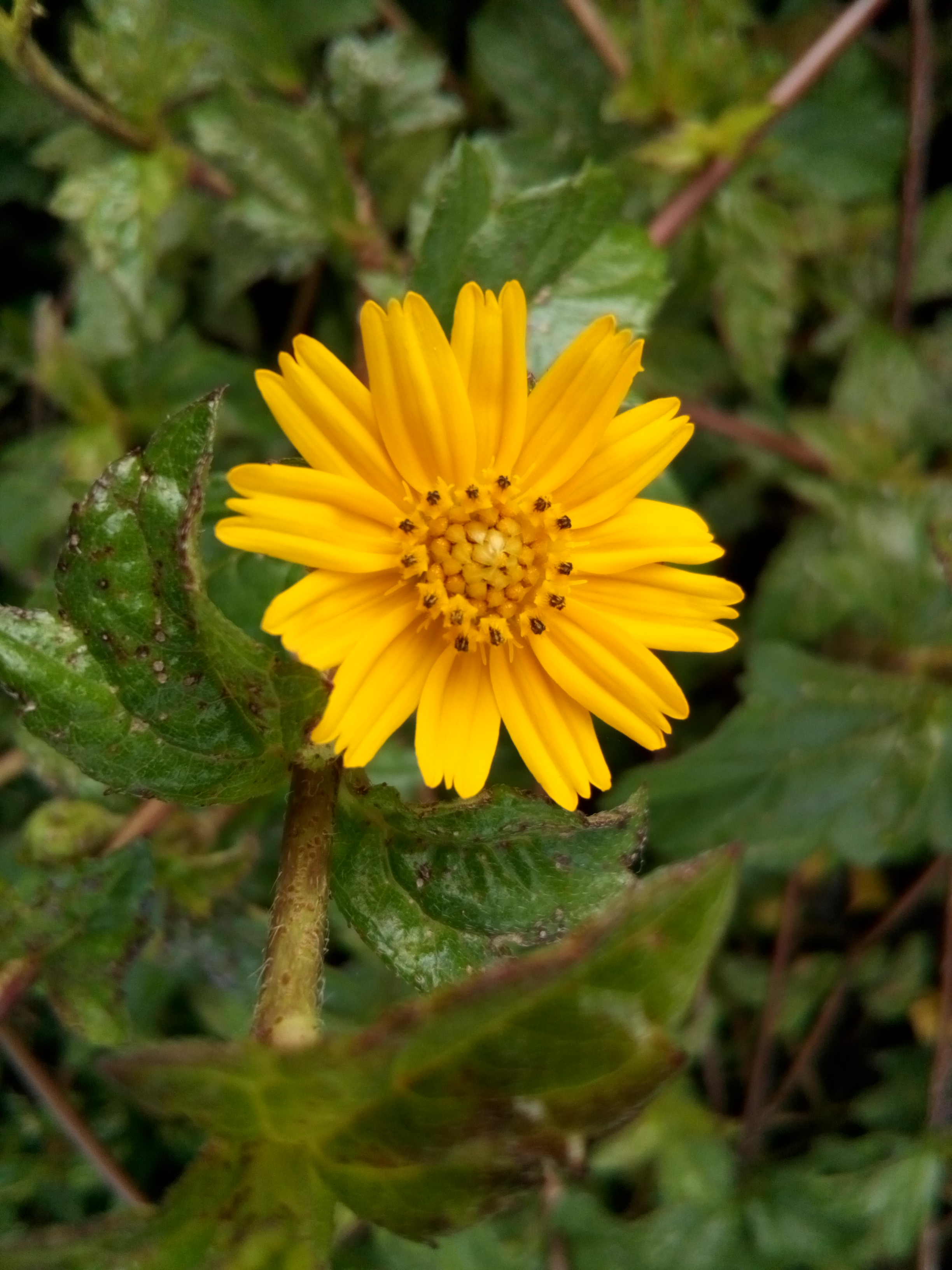 Ảnh chụp từ camera chính trên Mobiistar Lai Yollo Ảnh chụp từ camera chính trên Mobiistar Lai Yollo