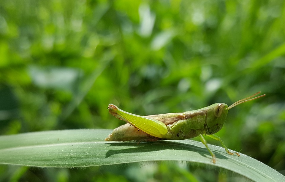 Hình ảnh chụp từ Samsung Galaxy S6 Edge Plus