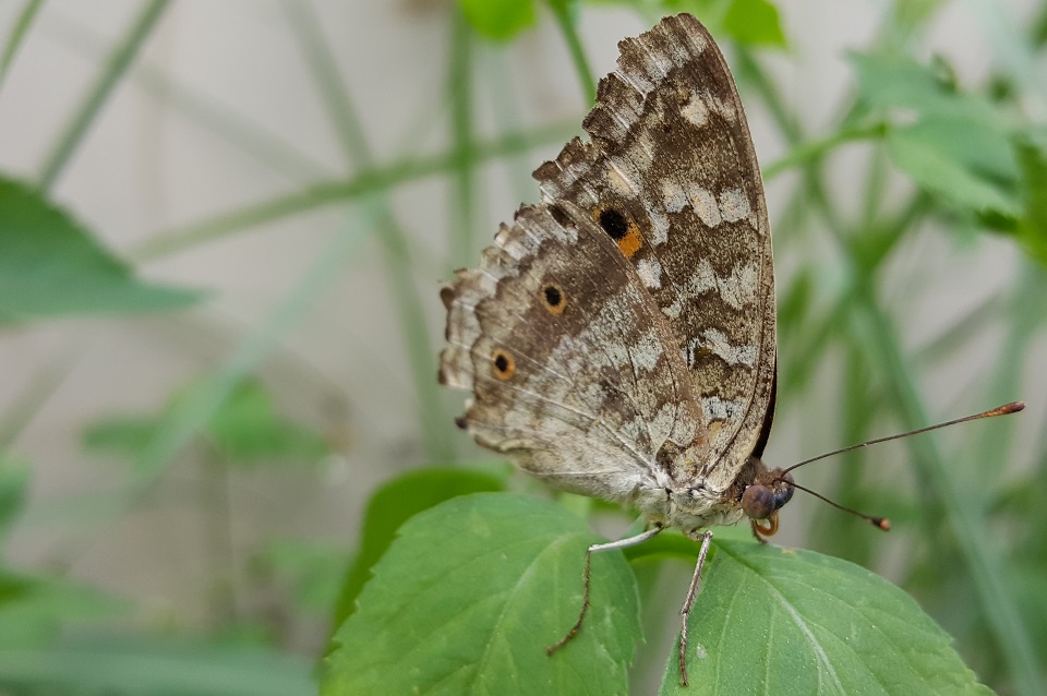 Hình ảnh chụp từ Samsung Galaxy S6 Edge Plus