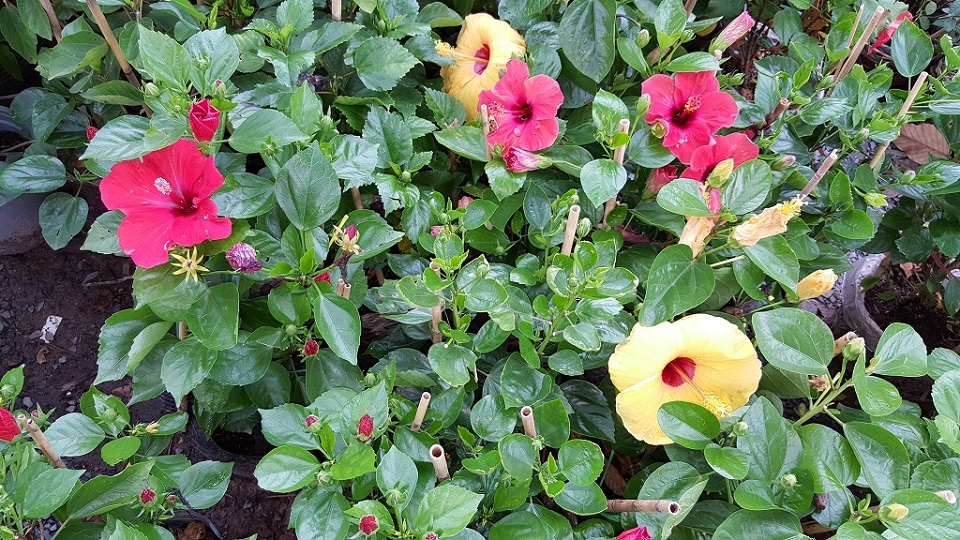 Hình ảnh chụp từ Samsung Galaxy S6 Edge Plus 