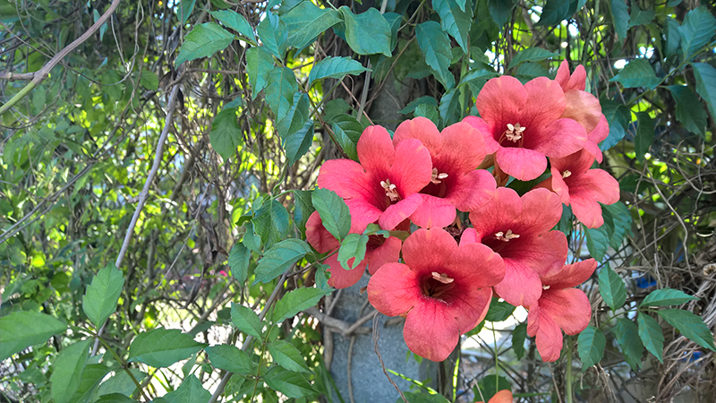 Hình chụp từ camera Lumia 930 Hình chụp từ camera Lumia 930