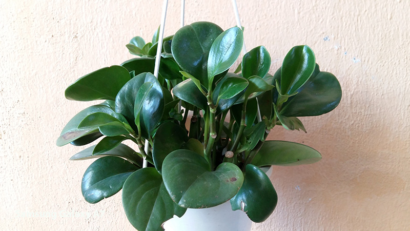 Camera Galaxy A7 Camera Galaxy A7