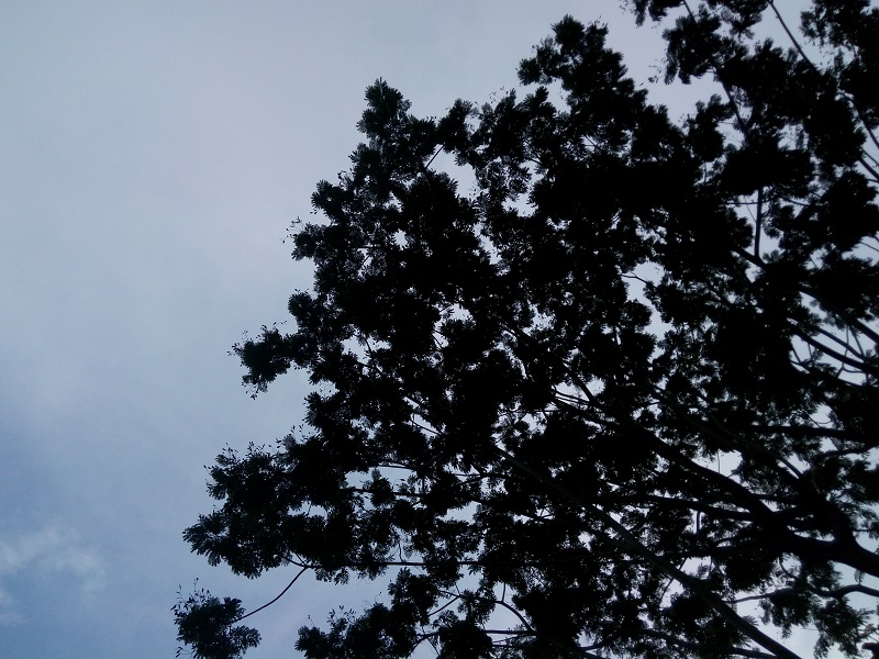 nguoc-sang nguoc-sang