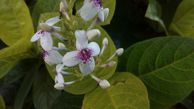 anh-chup-tu-zenfone-go