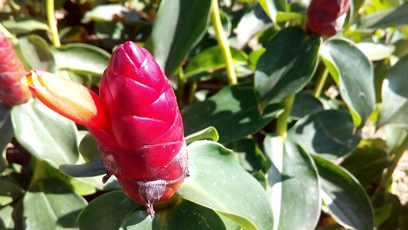 anh-chup-tu-zenfone-go