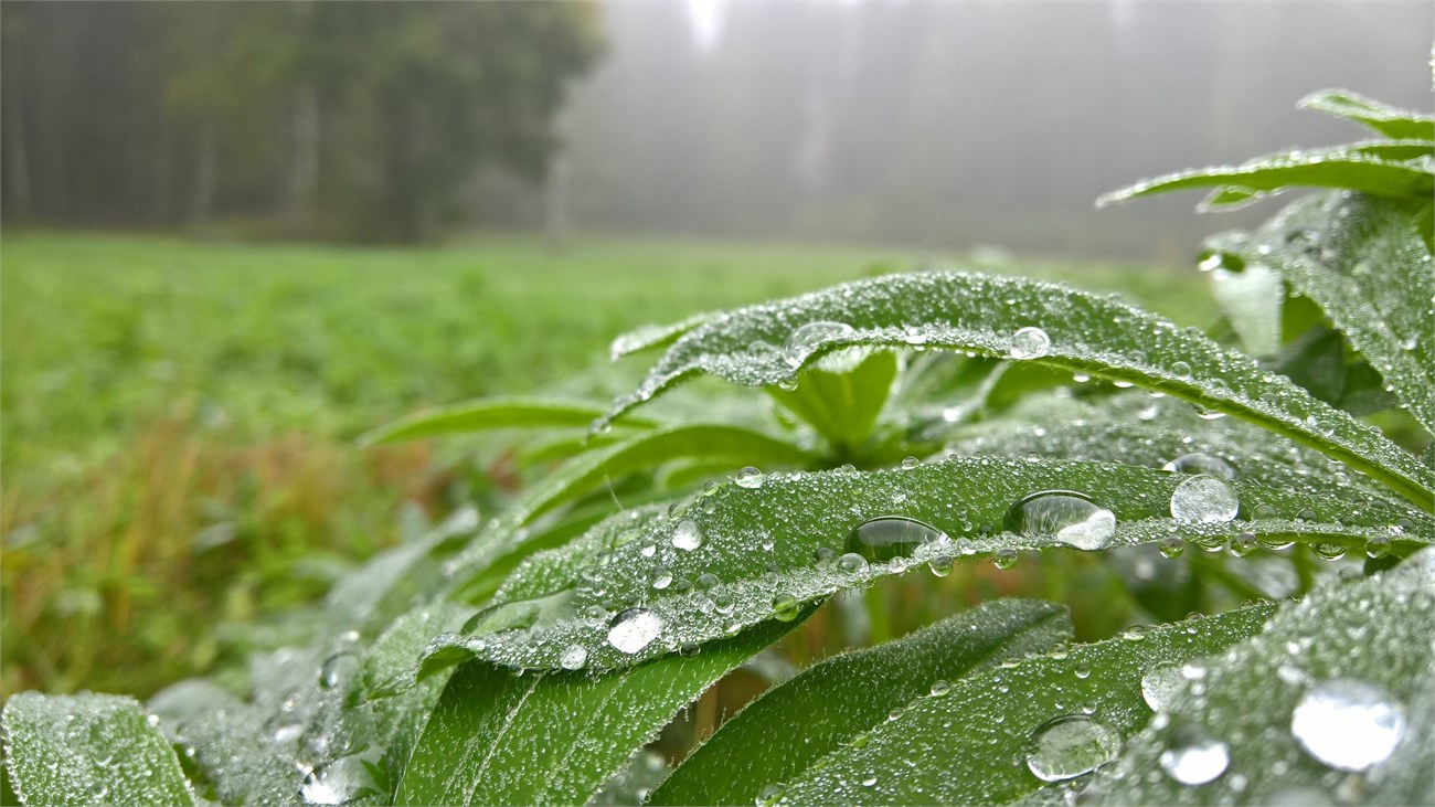 Microsoft khoe chất lượng ảnh tuyệt vời được chụp từ Lumia 950/950XL Microsoft khoe chất lượng ảnh tuyệt vời được chụp từ Lumia 950/950XL