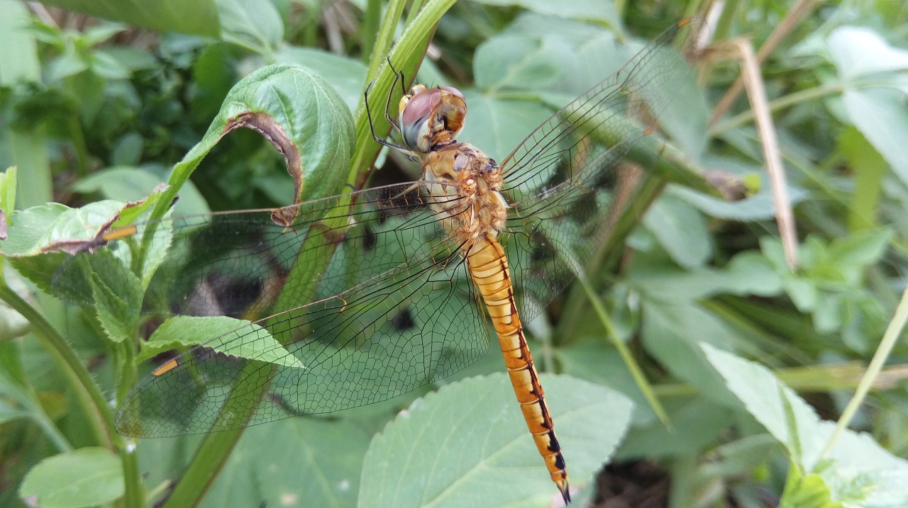 Hình ảnh chụp từ One E9 Dual Hình ảnh chụp từ One E9 Dual