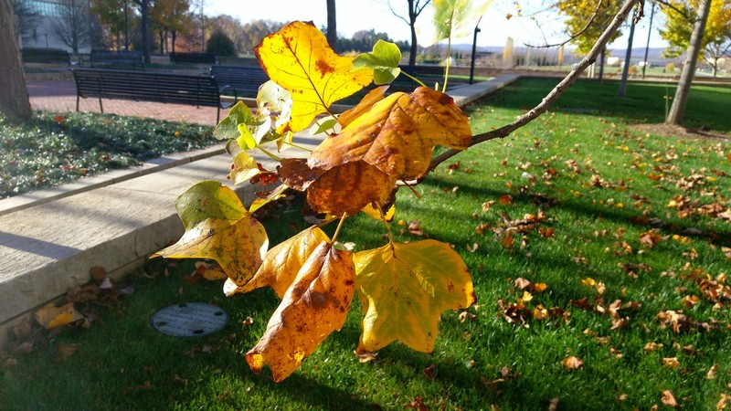 Ảnh chụp ngược sáng