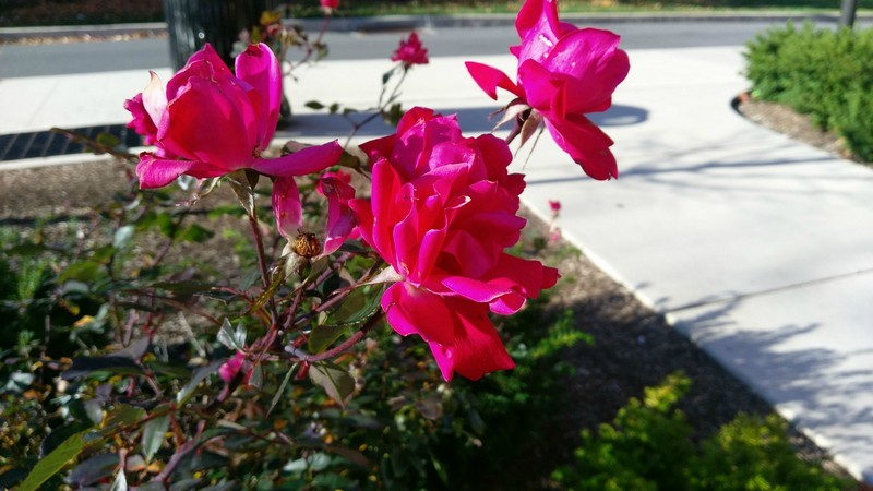 Ảnh chụp chi tiết