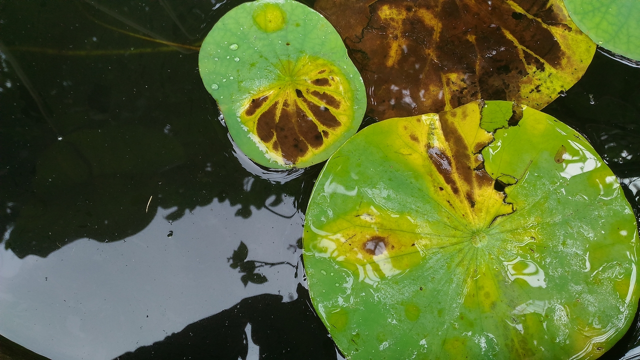 trainghiemzenfone2laser49