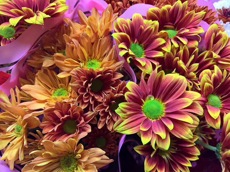 Ảnh chụp từ camera Lumia 950