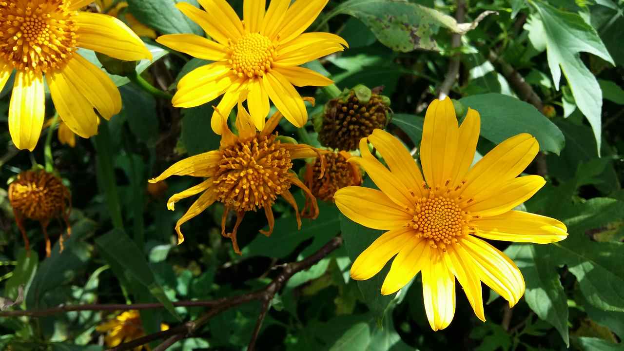 samsunggalaxya7auto2