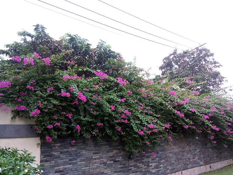 Camera Wiko Pulp Fab 