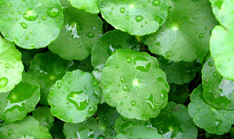 Gotu kola leaves cure fish bones.